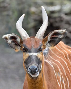 Bongo (yayılım gösterir: eurycerus)