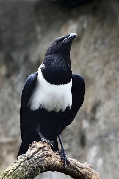 Pied crow (Corvus albus) — Stock Photo, Image