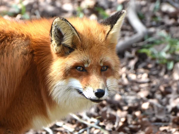 Rödräv (Vulpes vulpes)) — Stockfoto