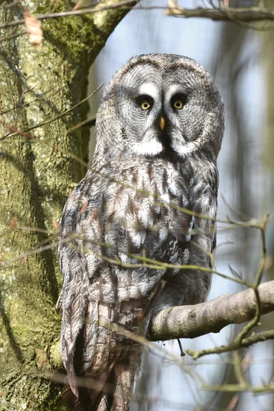 Gran búho gris (Strix nebulosa) — Foto de Stock