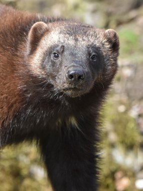 wolverine (gulo gulo)