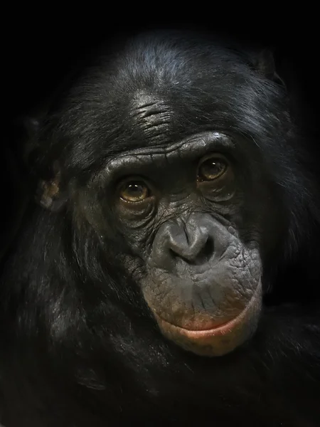 Bonobo (Pan paniscus) — Fotografia de Stock