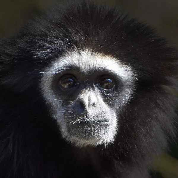 Weißhandgibbon (Hylobates Lar) — Stockfoto