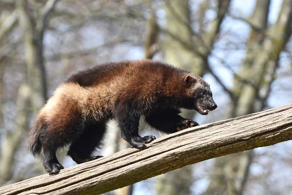 Wolverine (gulo gulo) — Stok fotoğraf