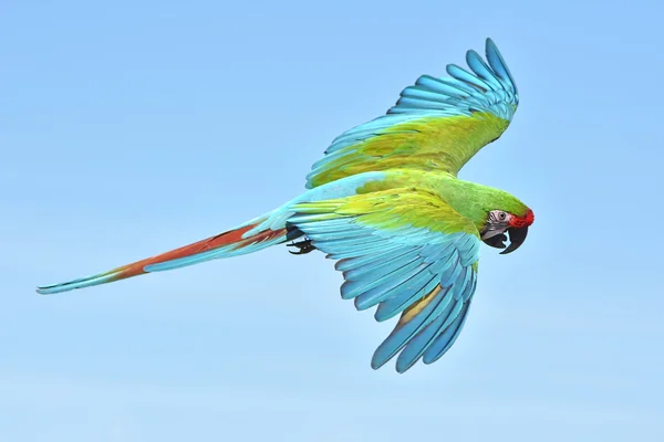 Military Macaw (Ara militaris) — Stock Photo, Image