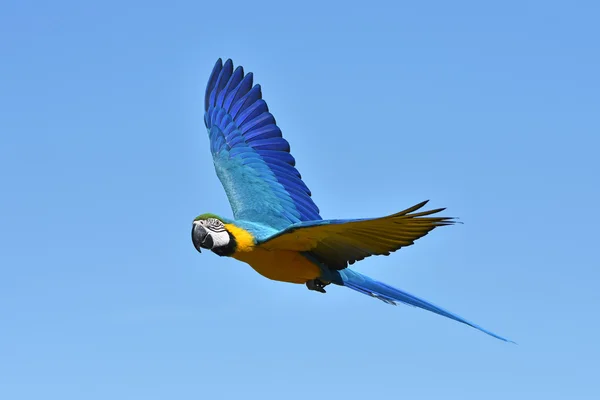 Arara azul e amarela (Ara ararauna ) — Fotografia de Stock