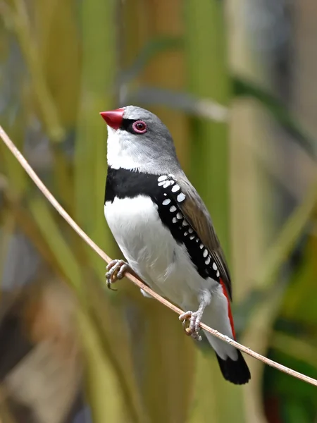 Firetail diamant (stagonopleura guttata) — Stock fotografie