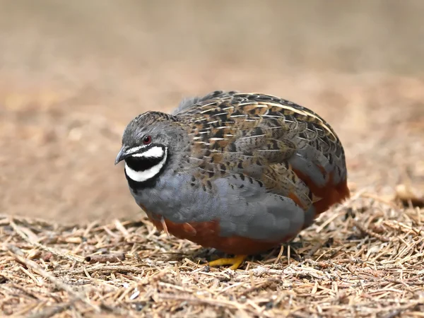 Kral bıldırcın (Coturnix chinensis) — Stok fotoğraf