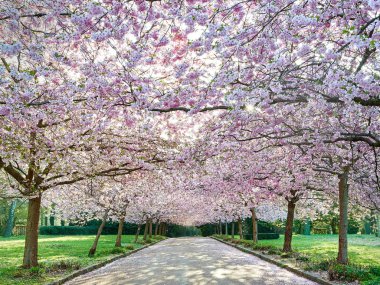 Polis bispebjerg mezarlığında Japon Cherry (Prunus serrulata)