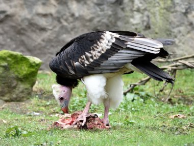 AK başlı akbaba (Trigonoceps occipitalis)