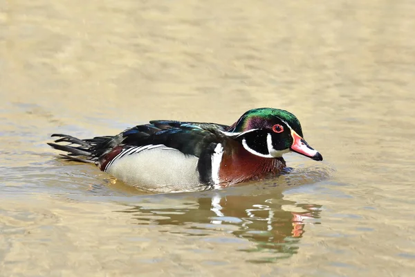 Pato de madera (Aix sponsa ) —  Fotos de Stock