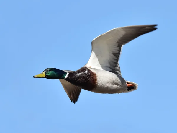 Wilde eend (Anas platyrhynchos)) — Stockfoto