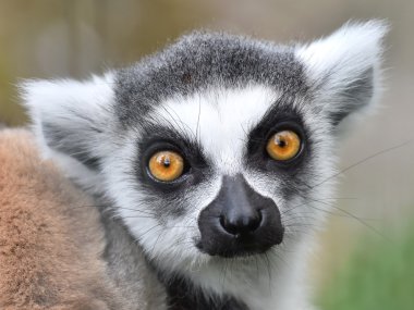 Halka kuyruklu lemur (Lemur catta)