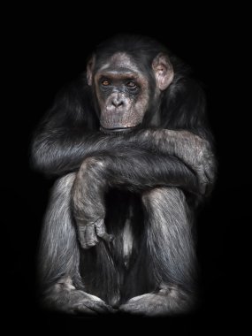 Bayağı şempanze (Pan troglodytes)