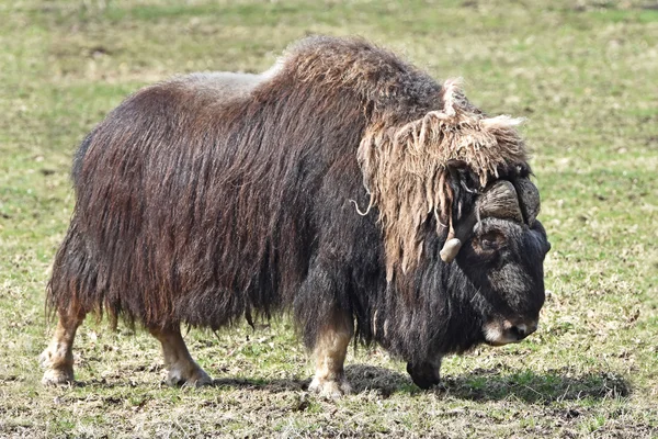 Bue muschiato (ovibos moschatus) — Foto Stock