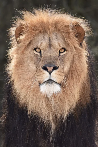 Lew (Panthera leo)) — Zdjęcie stockowe