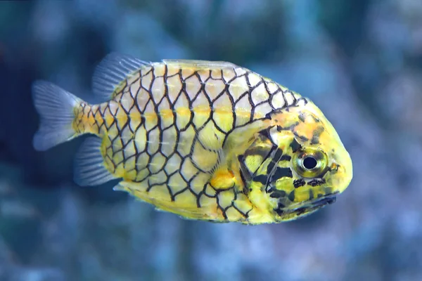 Pineconefish (Monocentris japonica) — Stok fotoğraf