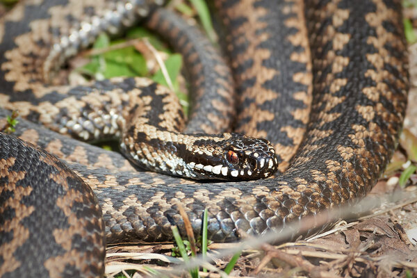 Common European Adder (Vipera berus)
)