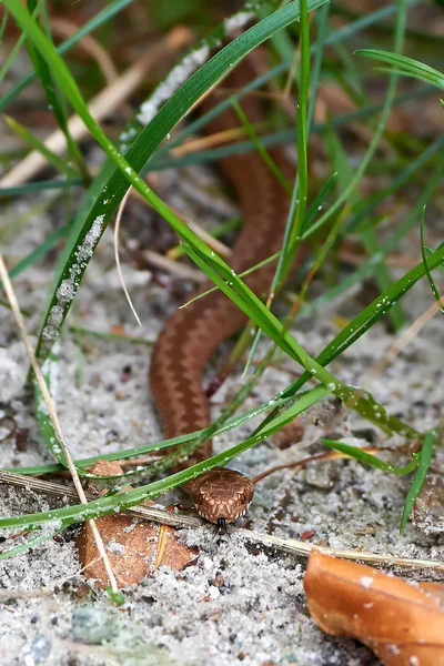 Zmije obecná (vipera berus) — Stock fotografie