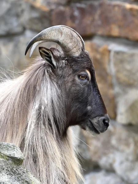 Ιμαλαΐων tahr (Hemitragus jemlahicus) — Φωτογραφία Αρχείου