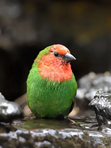 Red-throated parrotfinch (Erythrura psittacea) — Stock Photo, Image