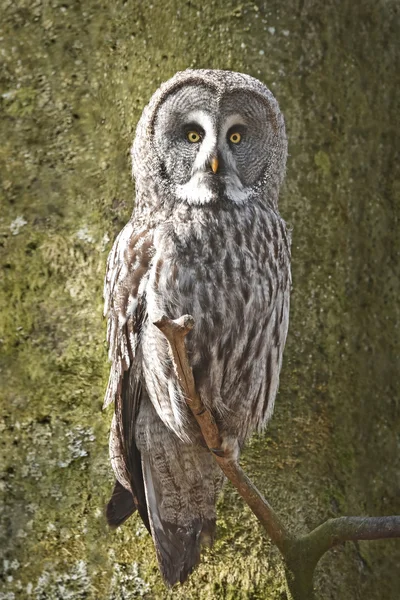 Grote grijze uil (Strix nebulosa)) — Stockfoto