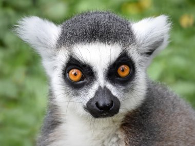 Halka kuyruklu lemur (Lemur catta)