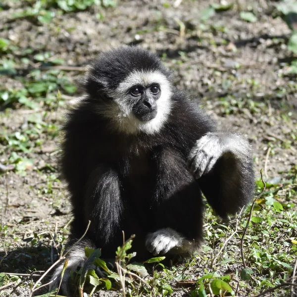 Gibbon lar (hylobates lar) — Foto de Stock