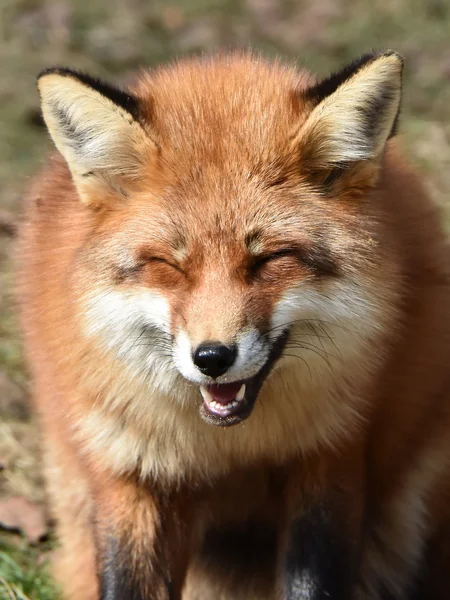 Red fox (Vulpes vulpes) — Stock Photo, Image