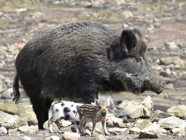 Wilde zwijnen (Sus Scrofa)) — Stockfoto