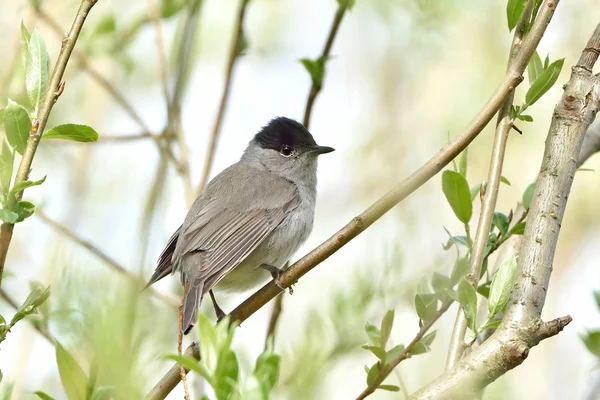 유라시아 blackcap (실비아 atricapilla) — 스톡 사진