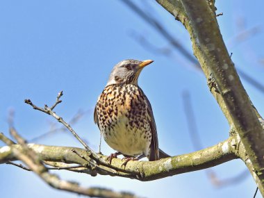 fieldfare (turdus pilaris)