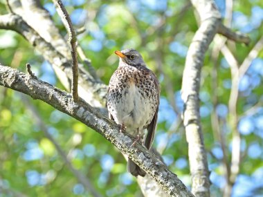 fieldfare (turdus pilaris)