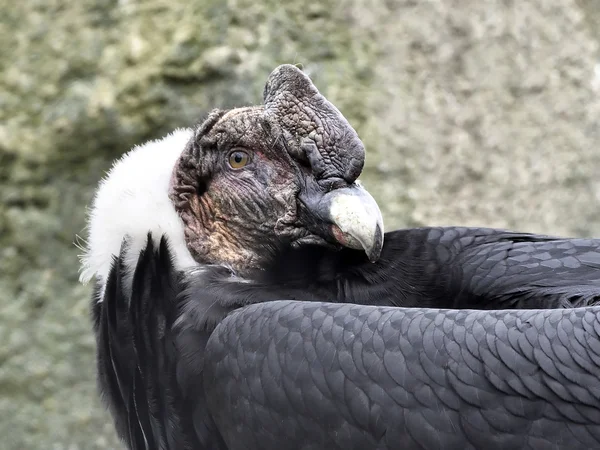 Andean condor (Vultur gryphus) — Stock Photo, Image
