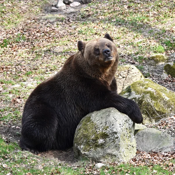Oso marrón (Ursus arctos) — Foto de Stock