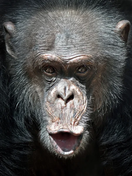 Chimpanzé commun (Pan troglodytes ) — Photo