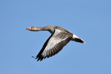 Greylag kaz (Anser anser)