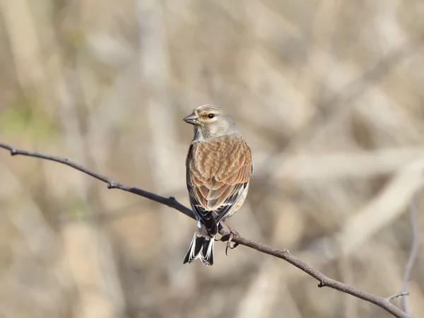 Common Linnet (Carduelis cannabina) — Stock Photo, Image