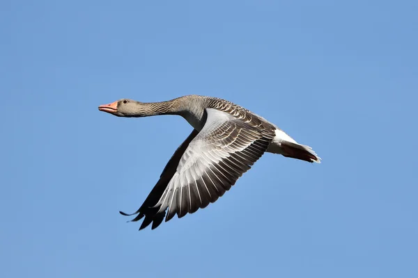 Greylag Goose (Anser anser) — Stock Photo, Image