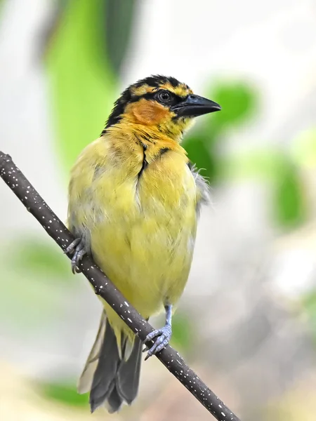 Černokrká weaver (ploceus černokrké) — Stock fotografie