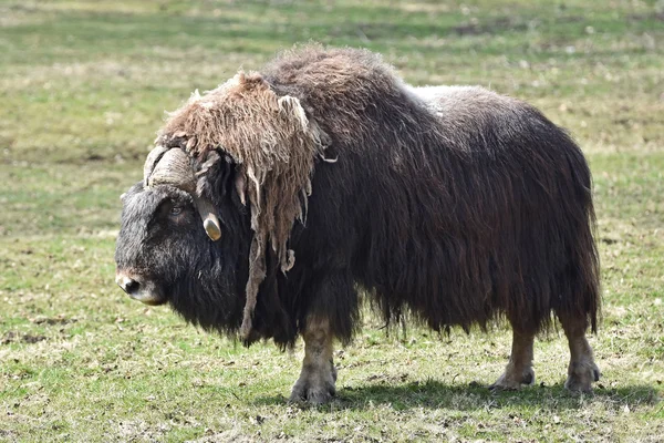 Keleti pézsmatulok (ovibos moschatus) — Stock Fotó