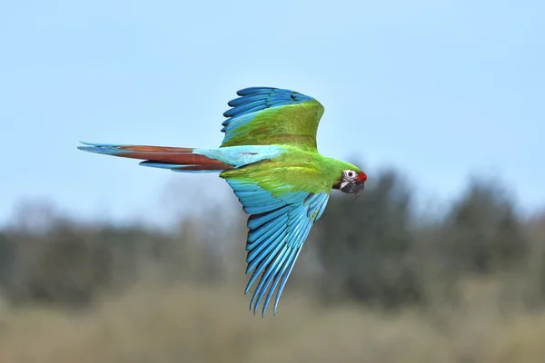 ミドリコンゴウインコ (Ara の軍国主義) — ストック写真