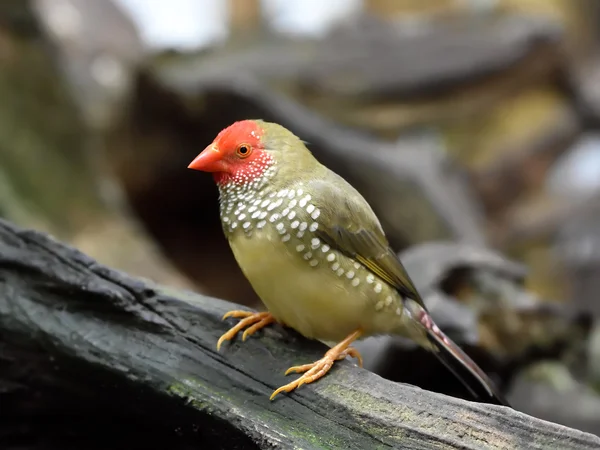 Star finch (Neochmia ruficauda) — Stock Photo, Image