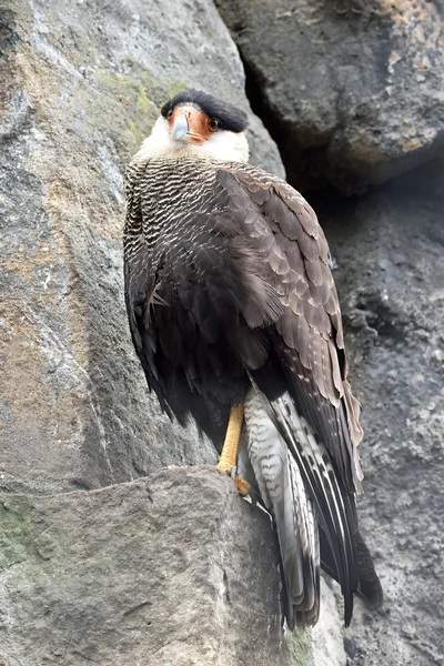 Crested Caracara (Polyborus plancus) — Stock Photo, Image