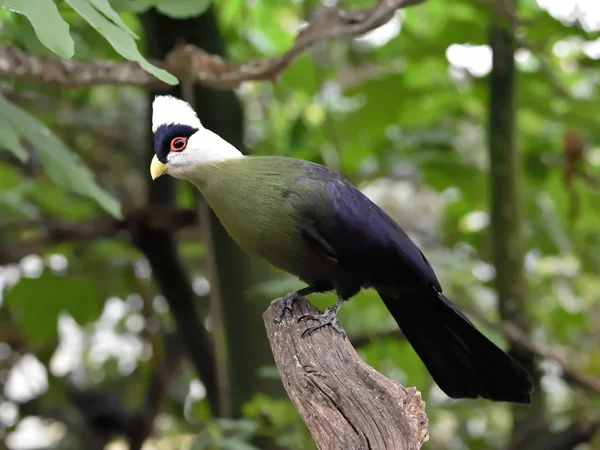 வெள்ளை முதுகெலும்பு கொண்ட டூராகோ ( Tauraco leucolophus) ) — ஸ்டாக் புகைப்படம்