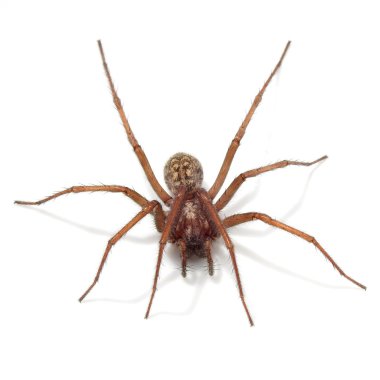 Dev ev örümcek (tegenaria atrica)