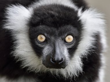 Black and white ruffed Lemur (Varecia variegata) clipart