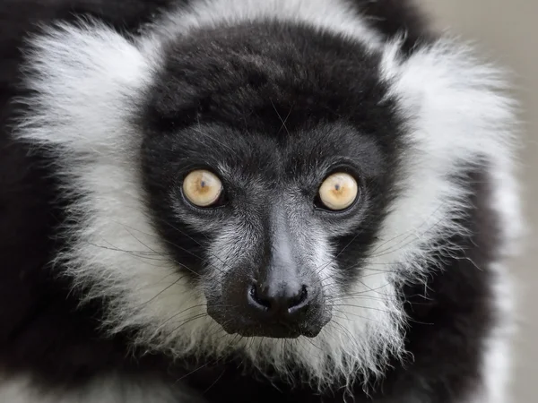 Black and white ruffed Lemur (Varecia variegata) — Stock Photo, Image