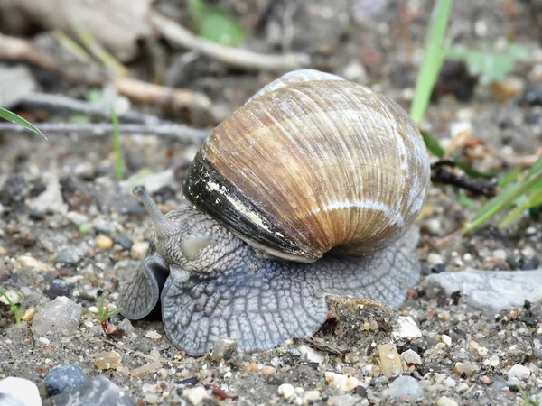 Burgundy snail (Helix pomatia) — Stock Photo, Image