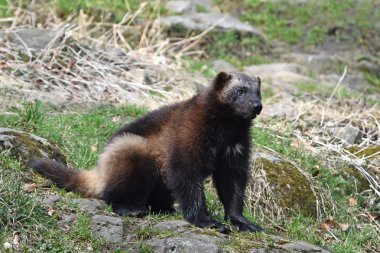 Wolverine (gulo gulo)